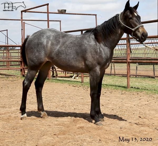 WYO Bone's 2019 Roan Filly